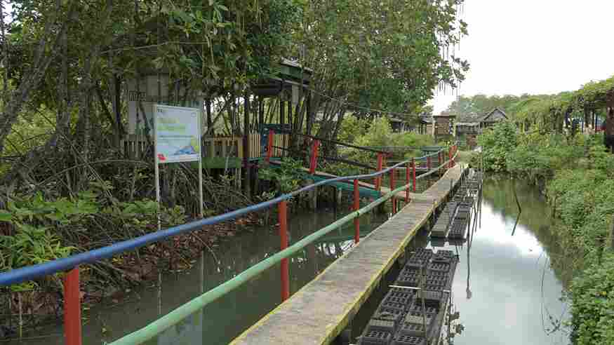 Pagi di Kampoeng Kepiting: Santai di Tengah Hutan Mangrove Cilacap