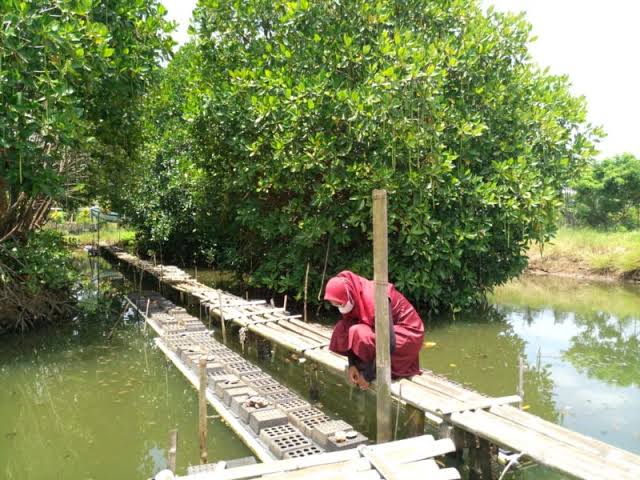 Kampoeng Kepiting: Menyatu dengan Alam dan Rasa di Tengah Hutan Mangrove Cilacap